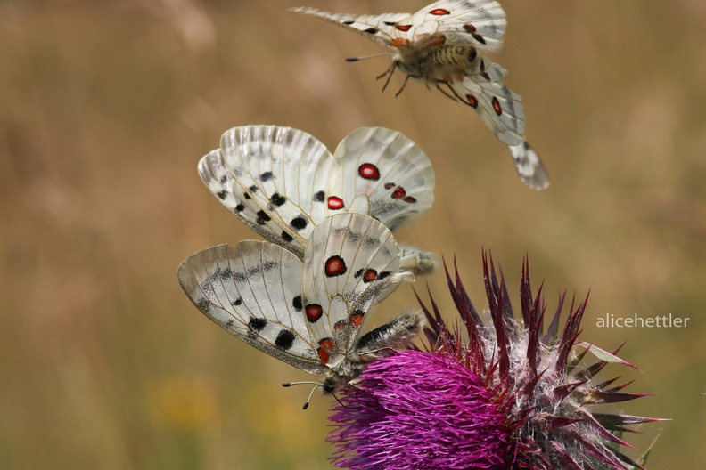 Roter Apollo (Parnassius apollo)